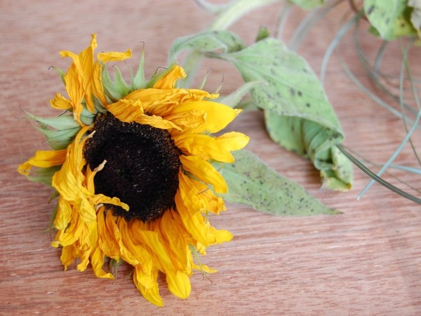 Eine bereits leicht vertrocknete Sonnenblume liegt auf einer Tischplatte.